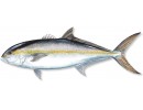 Amberjack