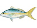 Yellowtail Snapper