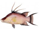 Hogfish