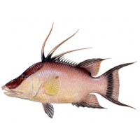 Hogfish Package