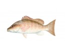 Mangrove Snapper