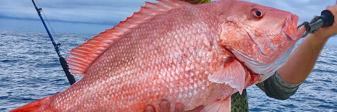 Red Snapper